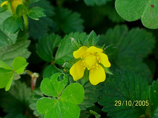 Potentilla indica (=Duchesnea indica) / Fragola matta